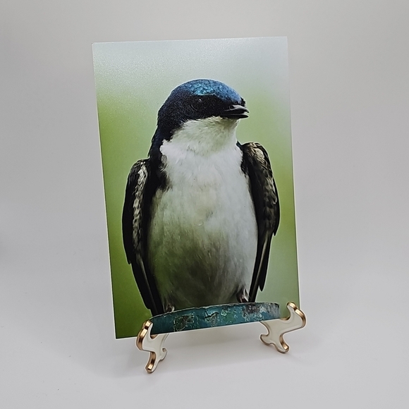 Tree Swallow Blue Bird Oil Painting Print‎ - Picture 4 of 5